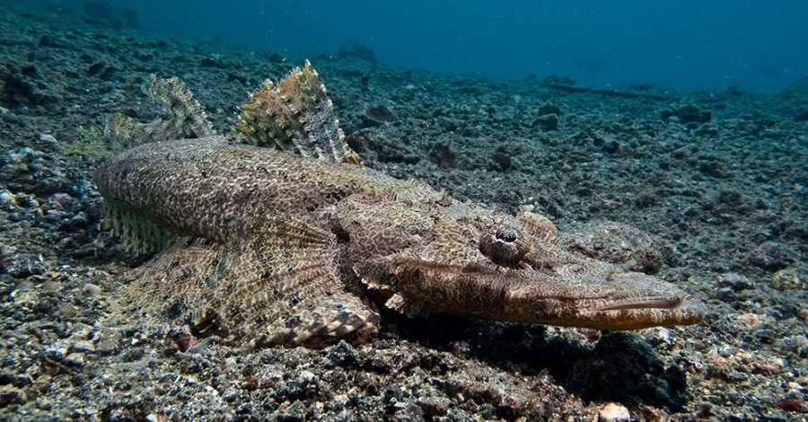 Crocodilefish Lembeh Indonesia