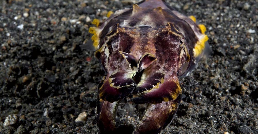 Flamboyant Cuttlefish - Lembeh Indonesia