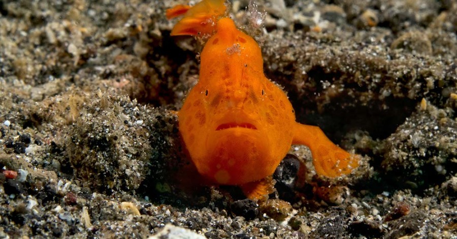 Painted Frogfish Lembeh Indonesia (1)